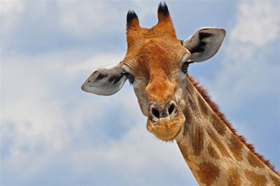 Giraffe, Botswana