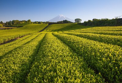 Teekultur in Japan_Mt. Fuji mit Teeplantage