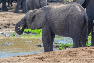 Junger Elefant