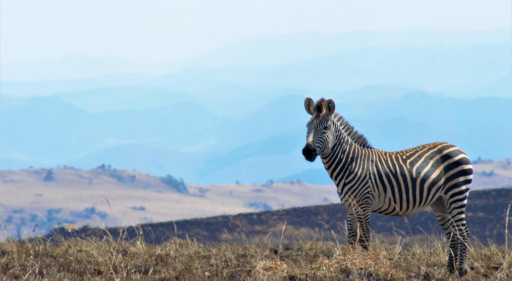 Zebra im Nyika Nationalpark, Malawi Reisen