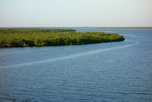 Mangrove Forest