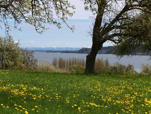 Romantische Blumenwiese am Seeufer