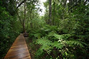 Der letzte Urwald Afrikas im Tsitsikamma Nationalpark