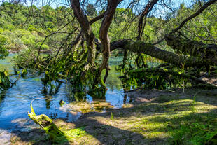 Paparoa Nationalpark 