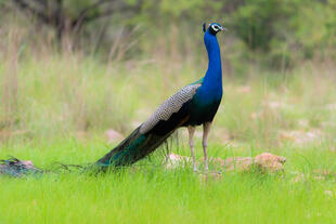 Ranthambore Nationalpark