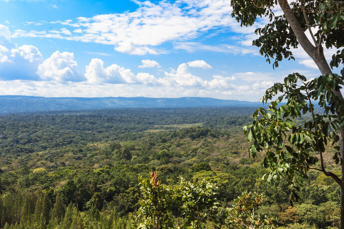 Aussicht Kakamega Wald