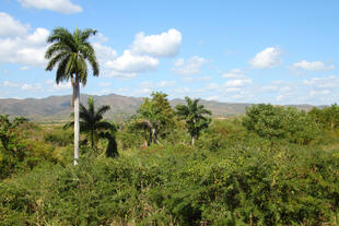 Valle de los Ingenios