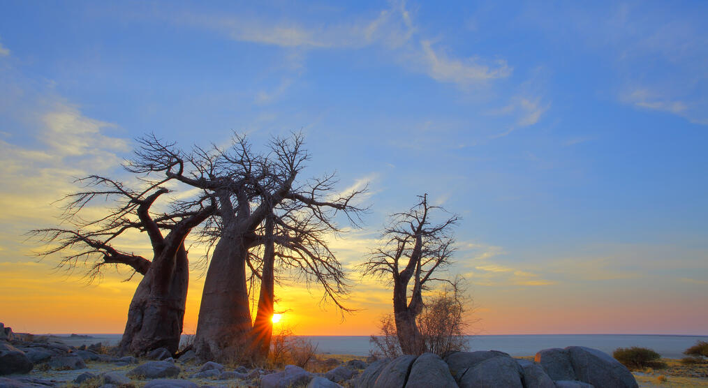 Baobabs bei Sonnenuntergang