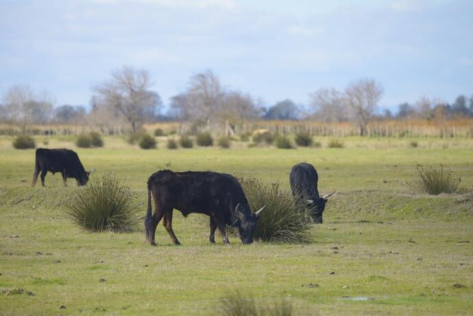 Die schwarzen Stiere der Camargue