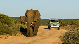 Safari im Krüger-Nationalpark