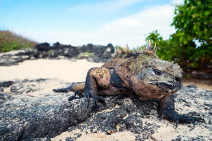 Leguan auf den Galapagos Inseln