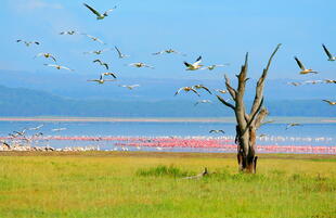 Nakuru-See