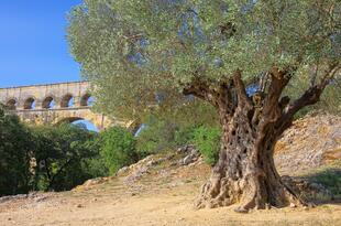 Pont du Gard