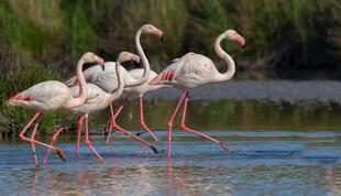 Flamingos in Camargue