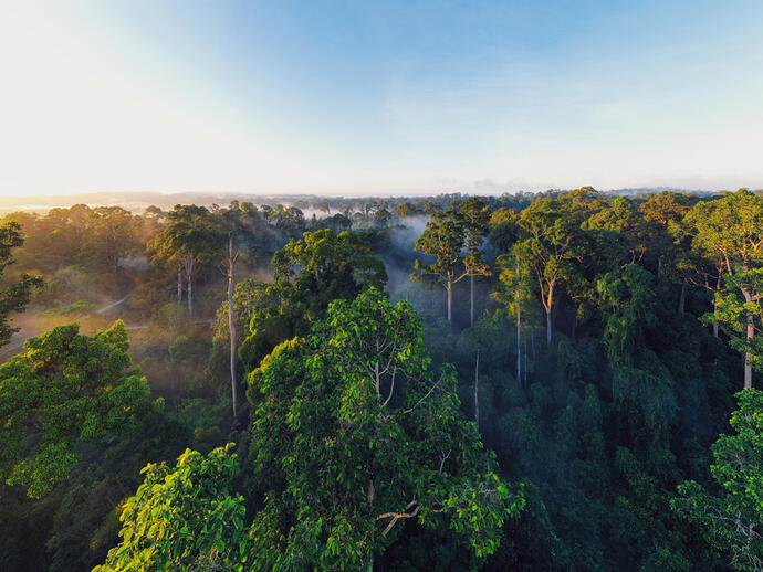 Luftansicht des tropischen Regenwaldes von Borneo
