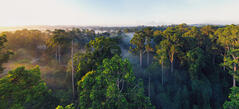 Luftansicht des tropischen Regenwaldes von Borneo