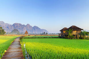 Reisfelder in Vang Vieng