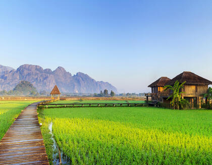 Reisfelder in Vang Vieng