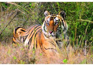 Tiger im Ranthambore Nationalpark