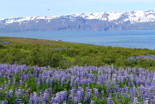 Blumen vor Bergpanorama 