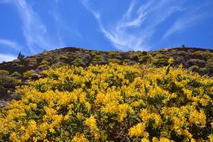 Blumenfeld im Teide Nationalpark