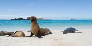 Galapagos Insel Espanola