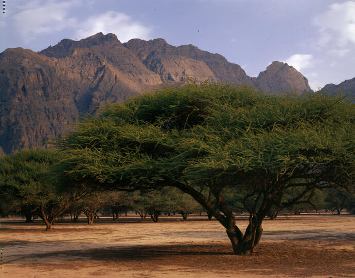 Weihrauchbaum