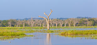 Yala Nationalpark