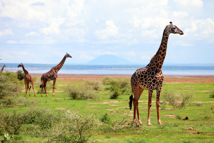 Giraffen am Lake Manyara