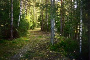 Wanderweg bei Hanko