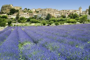 Lavendelblüte in der Provence