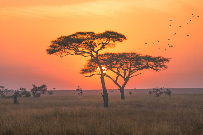 Sonnenuntergang im Serengeti Nationalpark 