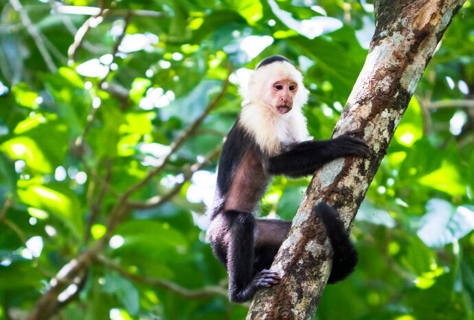 Tortuguero National Park Affe