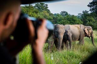 Yala Nationalpark Safari