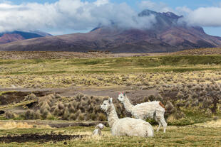 Alpaca mit Baby