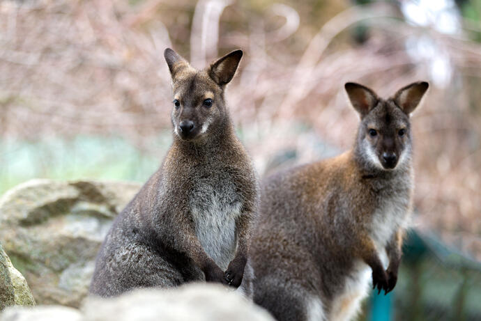 Wallabies im Nationalpark 