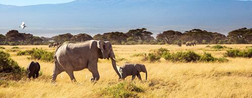 Elefanten vor dem Kilimanjaro als klassisches Fernreiseziel im August