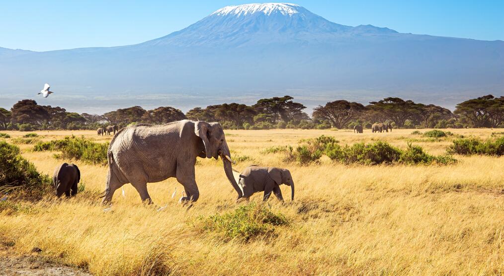 Elefanten vor dem Kilimanjaro als klassisches Fernreiseziel im August