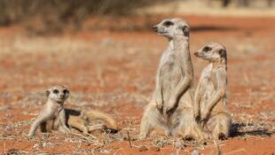 Kalahari 