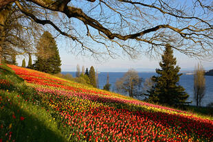 Tulpenpracht auf der Blumeninsel Mainau