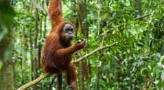 Orang Utan in Sumatra