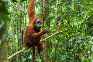 Orang Utan in Sumatra