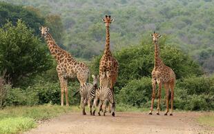 Giraffen & Zebras im Krüger Nationalpark