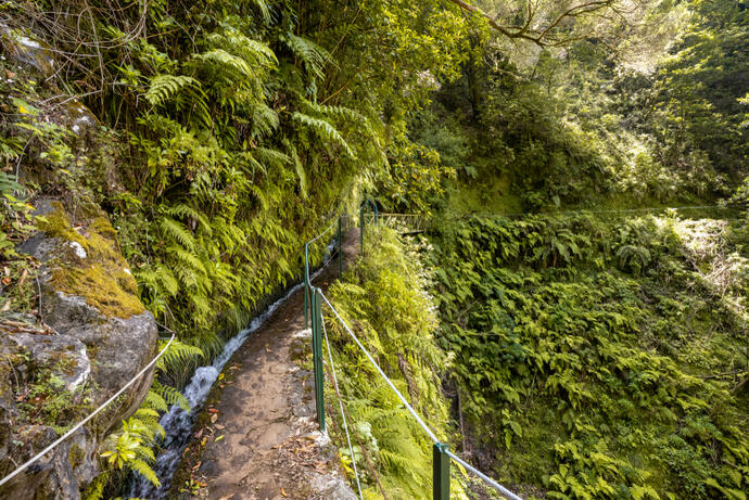 Levada dos Cedros