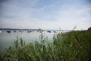 Schilfbewachsenes Seeufer bei Gaienhofen