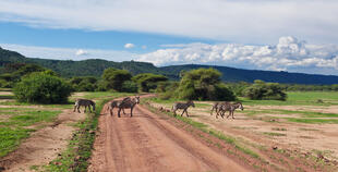 Straße im Lake Manyara Nationalpark