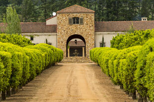 Weingut in Stellenbosch