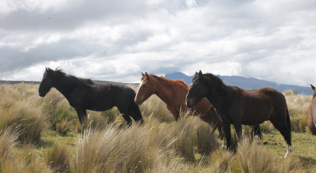 Wildpferde im Cotopaxi Nationalpark