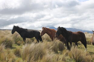 Wildpferde im Cotopaxi Nationalpark