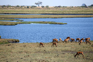 Chobe Nationalpark